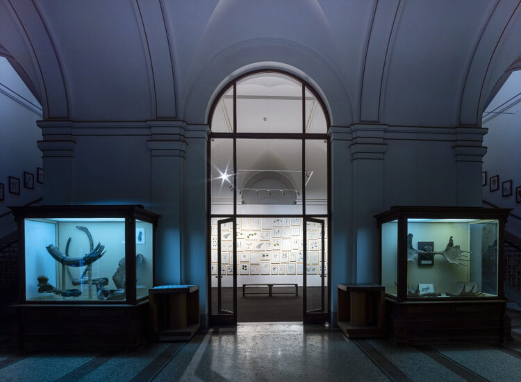 Installation View From The Solo Exhibition Herbarium, 2022, National Museum Of Bosnia And Herzegovina, Sarajevo (BiH). Photo: Ziyah Gafic
